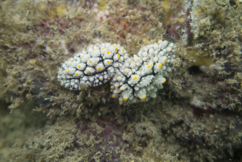 PowerShot G1 X Mark II underwater photograph 4